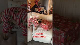 Very Special Pug Christmas #cute #christmas #pug