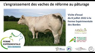 Engraissement des vaches de réforme au pâturage