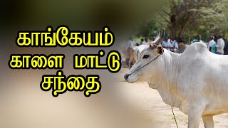 காங்கயம் காளை மாடு சந்தை kangayam kalai madu weekly market