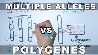 Multiple Alleles and Polygenes