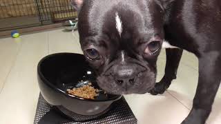 本日はネバネバおかめ納豆～実食！（フレンチトン）（ボストンテリア）（フレンチブルドッグ）（Frenchton）（FrenchBulldog）（BostonTerrier）（子犬）