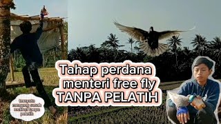 Tahap perdana merpati free fly tanpa pelatih