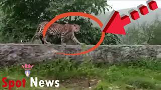 പുലി നടത്തം പുള്ളി പുലിയുടെ സഞ്ചാരം Leopard