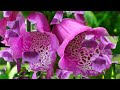 digitalis purpurea flowers hd1080p