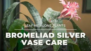 Bromeliad Silver Vase Urn Plant Care Guide (Aechmea fasciata) For Beginners