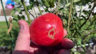 Vine Ripened Heirloom Tomatoes!