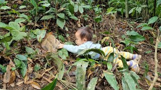 Go trapping wild chickens on a rainy day - Vàng thị tồng