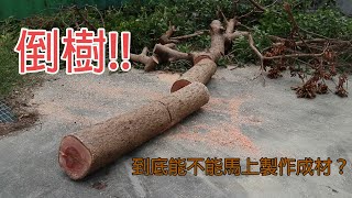 倒樹!! 到底能不能馬上製作成材? Fallen tree! Can it be processed into lumber immediately?