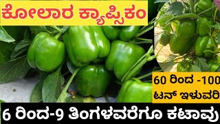 ಕೋಲಾರ ಕ್ಯಾಪ್ಸಿಕಂ ಬೆಳೆಗಾರರು #KOLAR FARMERS# CAPSICUM#KOLAR#KARNATAKA#