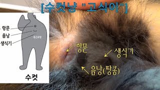 [T269 - C210] 고양이의 암수 구별법(알고나면 아주쉬운 아기 고양이 성별 확인법)