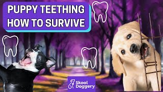 How to help a teething puppy