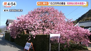 河津桜の原木保護へ 温泉旅館組合が153万円の募金を寄付（静岡県）