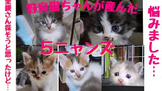 野良猫ちゃんを保護したら5匹の子猫を産みました😸 その後… 里親さん探そうと思ったけど・・・#保護猫 #cat #子猫 #野良猫が産んだ子猫