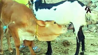 Breastfeeding Pigs Extreme Porn Video Luxuretv