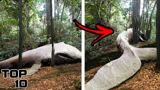 Top 10 Unsettling Forest Ranger Discoveries That Will Haunt You