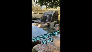 温泉に入るカピバラさんたち