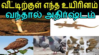 வீட்டிற்குள் எந்த உயிரினம் வந்தால் அதிர்ஷ்டம் | Sattaimuni Nathar