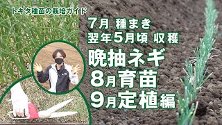 【晩抽ネギ8月・9月の育苗ガイド】晩抽ネギ「陽春の宴」８月チェーンポット育苗 9月定植　翌年5月頃 収穫　暑い夏にガッチリしたネギ苗をつくる　台風被害を避けられるシン晩抽ネギ作型の栽培　トキタ種苗