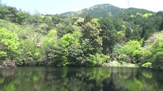 ウグイス＋カラス　鳴き声【皿山公園】２０２０