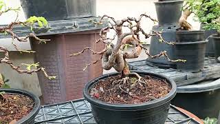 ชมบอนไซมะขามหลังจากดัด ตัดแต่ง เข้าลวดเสร็จ เริ่มผลิใบอ่อนกันแล้วครับ Temarind bonsai from seed