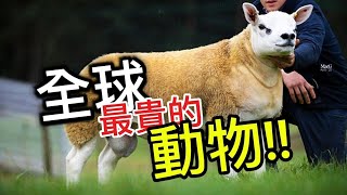 全球最貴的10種動物！最後一個更是1億美元的存在 | 燕姐自然探秘 #燕姐自然探秘