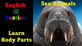 Learn English - Body Parts with Sea Animals - Sea Animals and Body Parts - Liggaamsdele