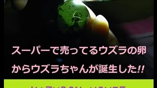 スーパーで売ってるウズラの卵からウズラちゃんが誕生した6～ミルワームに逃げられる！！～自宅で人工孵化　方法