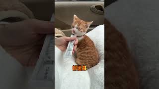 一首《好运来》送给我的小猫，愿我的猫猫以后全是好运！#领养代替购买 #我和流浪猫的故事