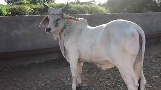 Pure Breed Kankrej Heifers | शुद्ध नस्ल की कांकरेज बछड़ी | Indian Desi Cow Group - Gujarat