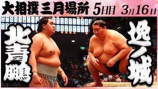 大相撲 北青鵬ー逸ノ城＜令和５年三月場所・五日目＞SUMO