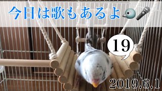 【歌う インコ】「いっぱいしゃべるよ∧( 'Θ' )∧」おしゃべり大好きセキセイインコのぴのちゃん おしゃべりと成長の記録 アーカイブ その 19