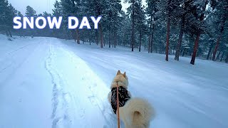 Magical Colorado Snow Walk with Bruce the Husky