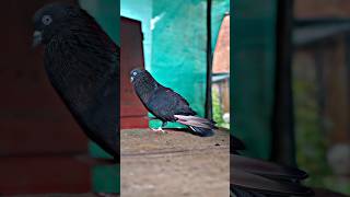 indian kabutar ke video 🕊❤ #kabutar #kabootarbazi #kabootar #pigeon #shorts #youtubeshorts