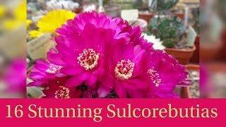 16 Stunning Sulcorebutias (with Names)