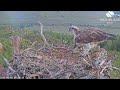 second osprey chick emerges at loch arkaig