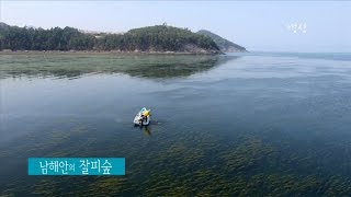 데스크영상 #10 남해안 잘피숲 (여수시 화양면 원포리)