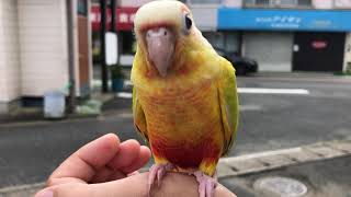 ウロコインコ サンチーク ヒナ 手乗り LOVEBIRDFUKUOKA(ラブバードフクオカ) 2021.8.21