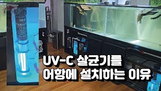 어항에 페리하 UVC 살균기를 설치하는 이유 😈 거북이 대마왕 😈