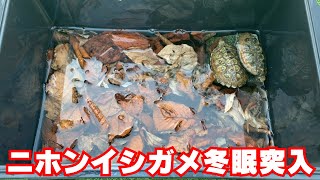 【2024年11月】ニホンイシガメ冬眠突入