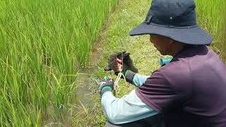 សំលេងធ្នាក់ទាក់យកសត្វខ្លុម Watercock