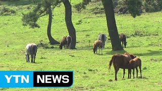 추석 연휴 시작, 제주 관광지 '북적' / YTN