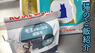 【毛玉ケア】猫が何を食べているのかご紹介致します【猫と夫婦の日常】