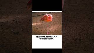 フラミンゴのちょこっとトリビア　#shorts #役に立つ雑学 #動物 #雑学 #豆知識