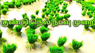 குண்டு நெல் நடவு முறை / kundu nel nadavu murai