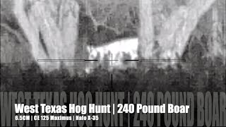 West Texas Hog Hunt | 240 Pound Boar | 6.5 CM | CE 125 Maximus | Halo X-35