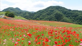 埼玉県秩父　天空のポピー2023　赤い花 白い花　　　芹 洋子