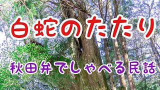 白蛇のたたり(怖)　二匹で仲良く出て来た白蛇を村人たちはとても大事にして見守っていたのに…(千葉県)　秋田弁でしゃべる民話【秋田弁】【睡眠導入】