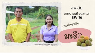 อพ.สธ เทศบาลเมืองสะเดา EP:16 การศึกษาต้นมะอึก