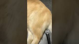 犬の屁をマイクで拾ってみた🎤🐕　　I picked up the dog's fart with a microphone