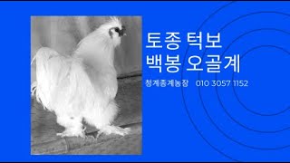 옛부터 약용으로 사용하는 토종 턱보백봉 오골계,2023,12,31,